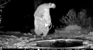A raccoon walked on its front legs in front of a camera trap