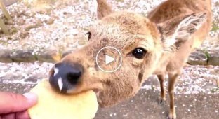 Весна в Нара: олені у парку стали частиною квітучої сакури