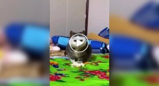 Редкие окрасы кошек