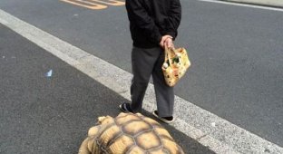 Пожилой японец выгуливает свое экзотическое домашнее животное (4 фото)