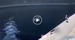 Дельфин издевается над чайкой