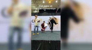 Kotaoke: an unusual event for cat lovers