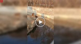 A little monkey taught visitors a lesson Zoo