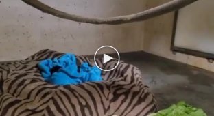 Трогательная история о самке шимпанзе и ее детеныше в зоопарке Канзаса