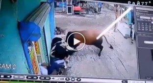 A seller, risking his life, did not allow fighting bulls into a store