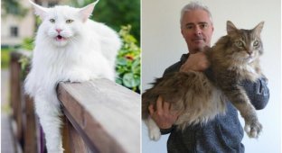 Величественные красавцы: норвежские лесные кошки (30 фото)