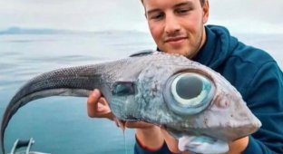 Химера: их яд переваривает кровь в венах (5 фото)