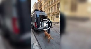 200 тысяч долларов в год зарабатывает парень в Нью-Йорке на выгуле собак