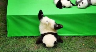 Детеныш панды, который так пытался сбежать с собственной презентации, что нечаянно упал (15 фото + 1 видео)