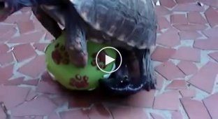 Самец черепахи использует мячик в качестве секс-игрушки