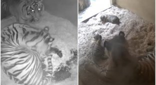 Joy of the day: endangered tiger cubs born (5 photos + 1 video)