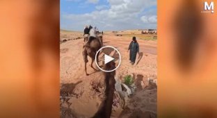 A camel ride in the desert went wrong.