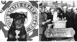 Sinbad the Dog – a soldier, a symbol and a talisman (10 photos)
