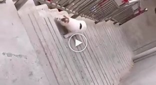 Упрямый кот, которому очень хотелось попасть на крышу