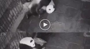 How pandas give birth