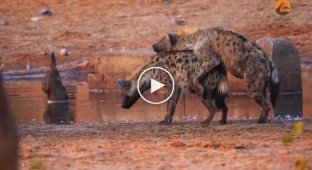 The hyena suddenly ran out of battery