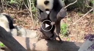 Panda cubs came up with a funny game and proved that they are liquid