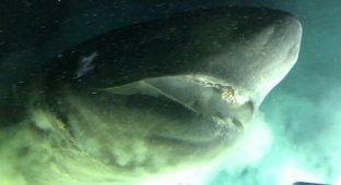 Исследователи встретили под водой гигантскую шестижаберную акулу (3 фото + 1 видео)