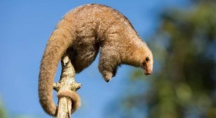 Pygmy anteater: a cute animal tears wasp hives into pieces, and then feasts on the ruins (6 photos)