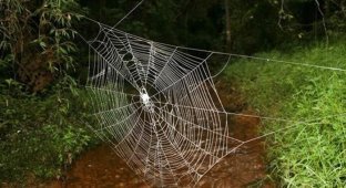 Самая большая паутина в мире (6 фото)