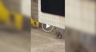 Эпичную драку крыс засняли в метро Нью-Йорка