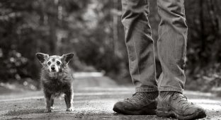 30 фотографий пожилых собак, которые растопят ваше сердце (30 фото)