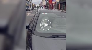 В Ирландии песик запрыгнул на водительское сиденье и безостановочно сигналил, ожидая хозяина