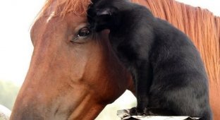 The incredible story of friendship between a shy cat and a cheerful horse (7 photos)