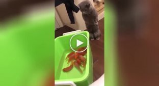The cat was confused at the sight of fish