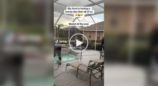 In the USA, a woman found an alligator in her own pool on the back yard
