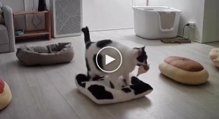 Кошка, которая ценит комфорт