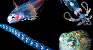 Светящиеся существа из морских глубин (10 фото)