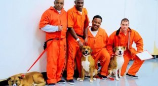 В одной из тюрем США заключенным разрешили брать на воспитание бездомных собак (8 фото)