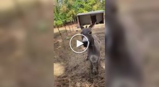 Favorite toy: Donkey was given a chicken