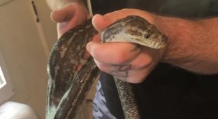 Man found a python in the toilet for the second time in a week (3 photos)