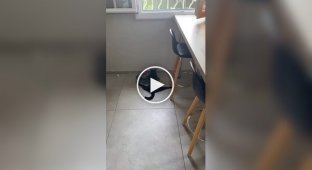 Кіт сел на шпагат під час прийому їжі