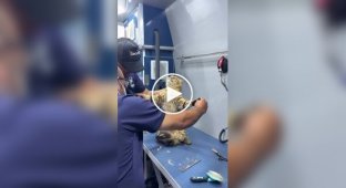 Сначала сопротивлялся, потом смирился