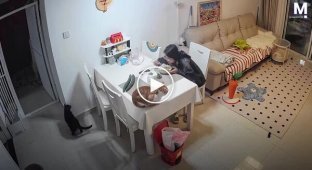 Кот испугался огурцов