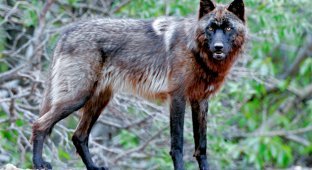 Вчені несподівано встановили, що чорнобильські вовки мутували і тепер не хворіють на рак (4 фото)