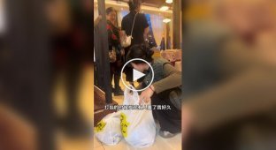 Китаянка с социальной тревожностью спасла 120 кошек, собирая остатки еды со свадеб