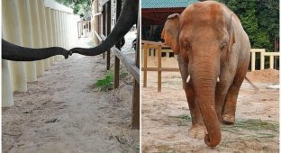 "Самый одинокий слон в мире" впервые за много лет влюбился (4 фото)