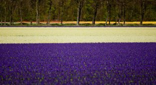 Цветочные поля Голландии (20 фото)