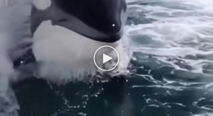 killer whale chasing a boat