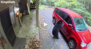 The bear was unable to open the car