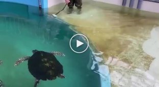 Interesting fact about turtles