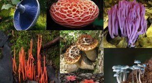 The most beautiful mushrooms on the planet (16 photos)