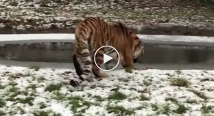 Трехлетняя тигрица неудачно прогулялась по тонкому льду