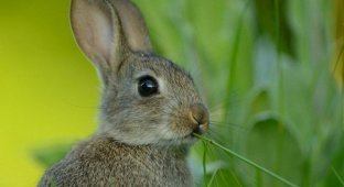Интересные факты про зайцев (1 фото)