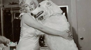 Gorgeous Marilyn Monroe and her dogs (8 photos)