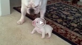Bulldog puppy is very angry with mom
